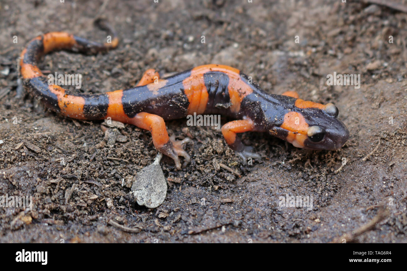 Große-gestromt Ensatina Salamander (Ensatina eschscholtzii klauberi) Stockfoto