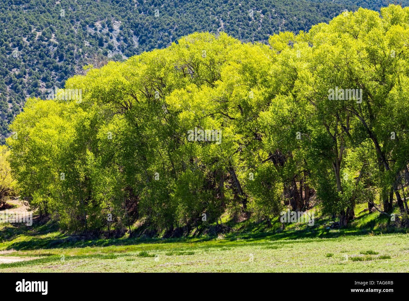 Alte Pappeln (Populus canescens) in frischen Frühling grün Blüte; Vandaveer Ranch; Salida, Colorado, USA Stockfoto
