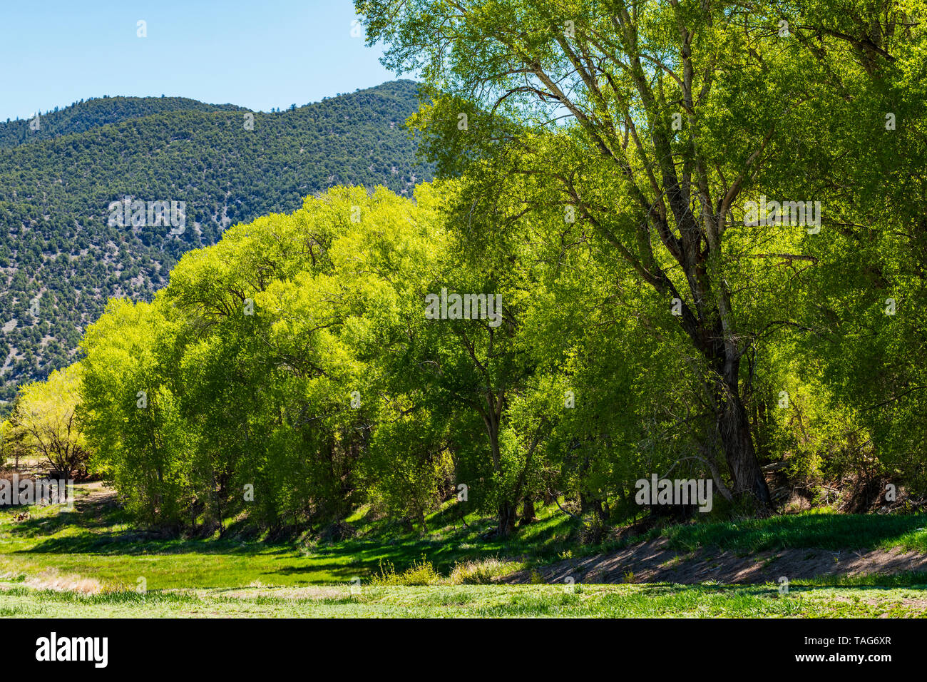 Alte Pappeln (Populus canescens) in frischen Frühling grün Blüte; Vandaveer Ranch; Salida, Colorado, USA Stockfoto