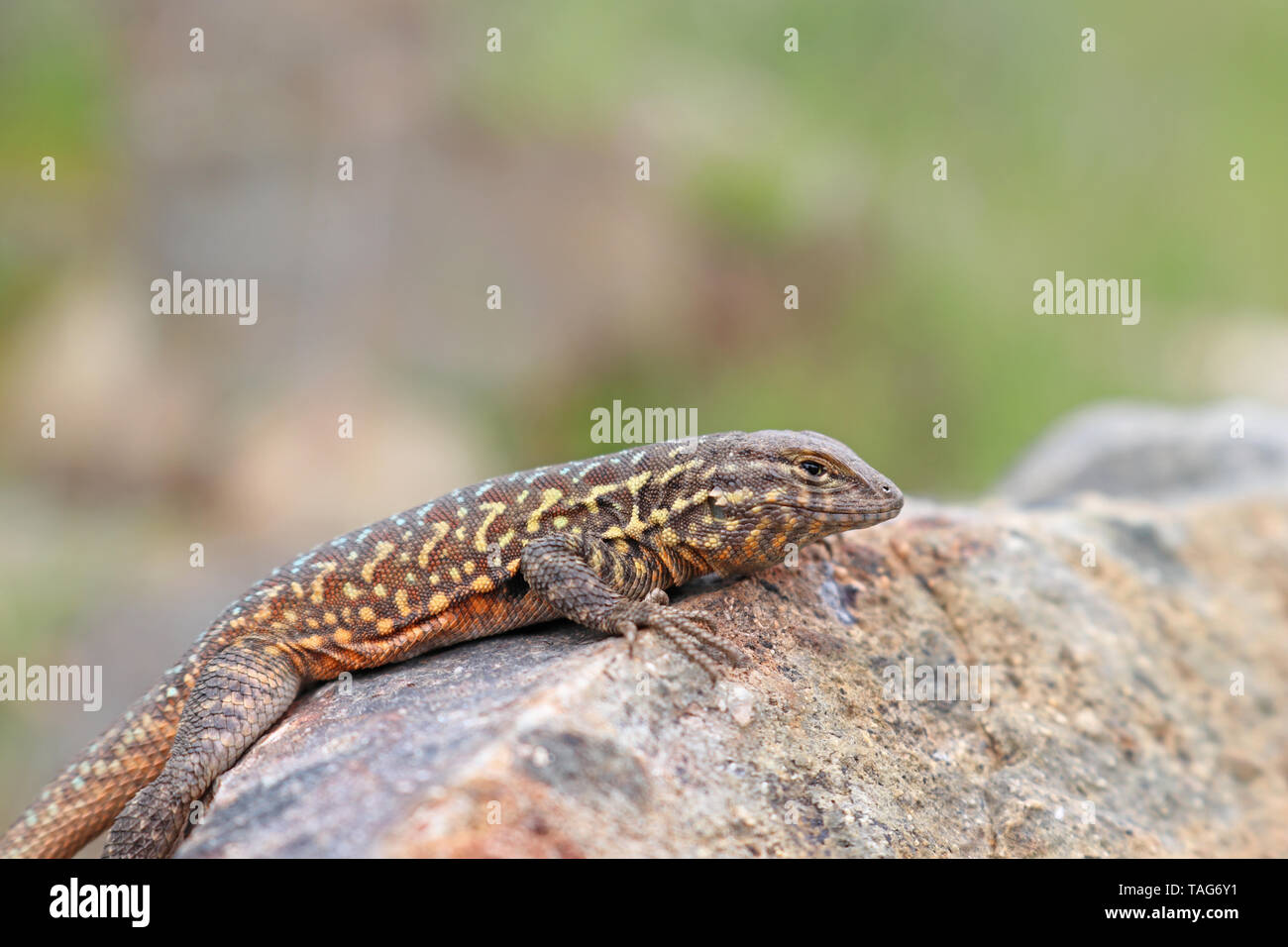 Side-blotched Lizard (Uta stansburiana) Stockfoto