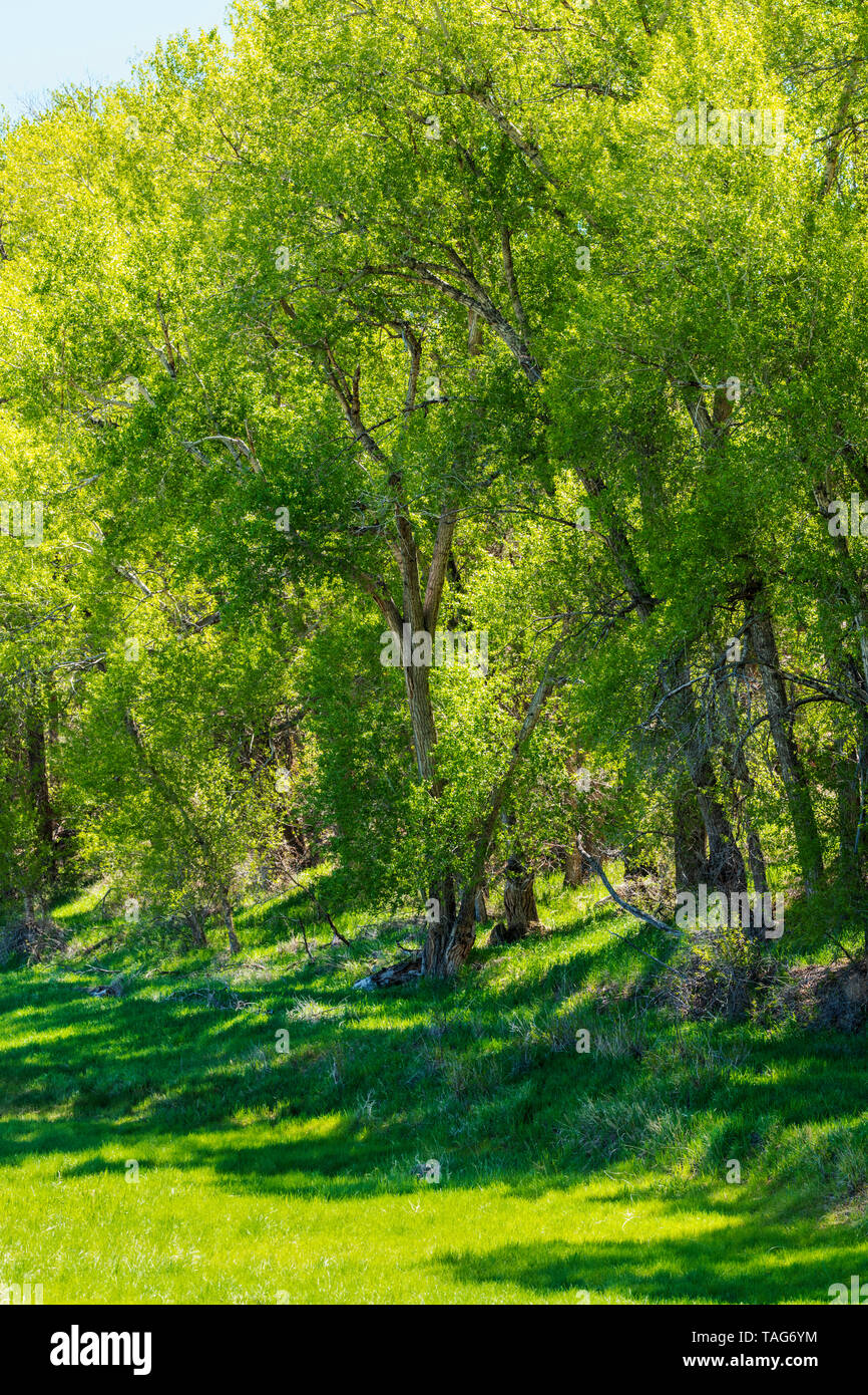 Alte Pappeln (Populus canescens) in frischen Frühling grün Blüte; Vandaveer Ranch; Salida, Colorado, USA Stockfoto