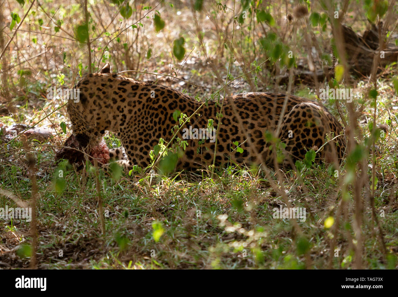 Wild Leapard isst Wildschwein Wald in Sri Lanka Stockfoto