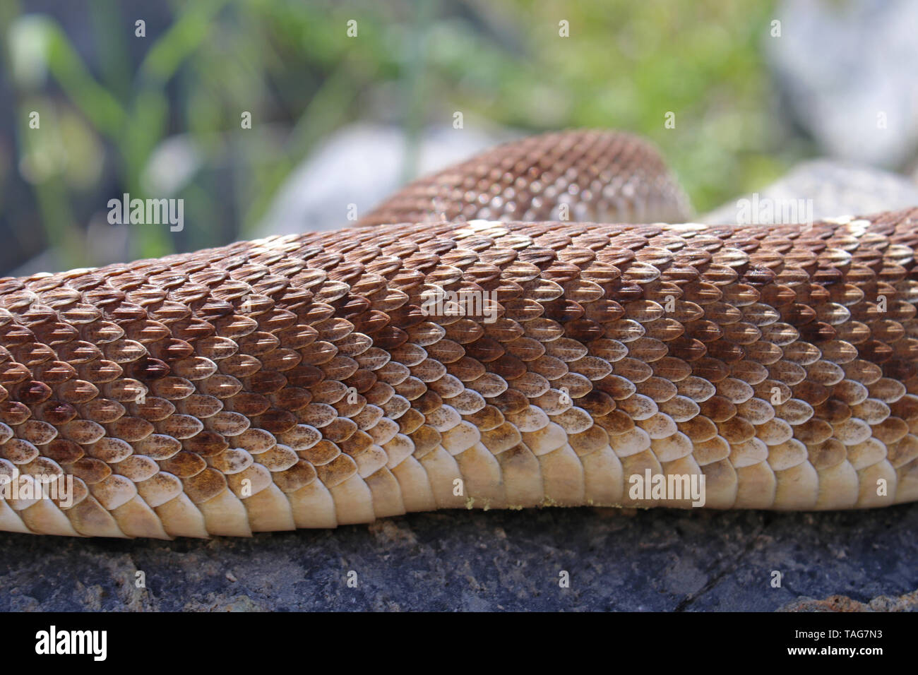 Rote Diamant-Klapperschlange (Crotalus Ruber) Stockfoto