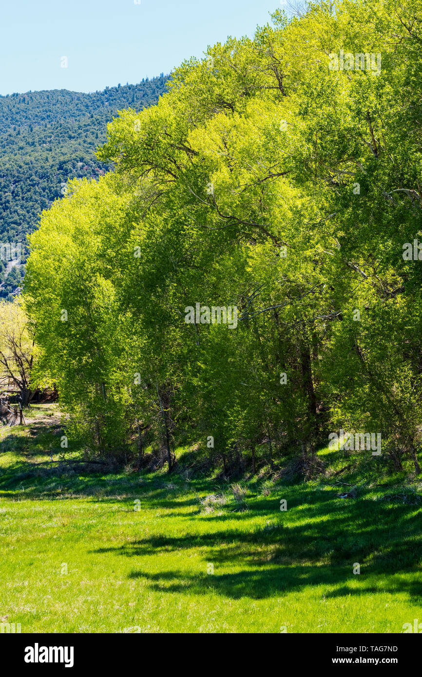 Alte Pappeln (Populus canescens) in frischen Frühling grün Blüte; Vandaveer Ranch; Salida, Colorado, USA Stockfoto