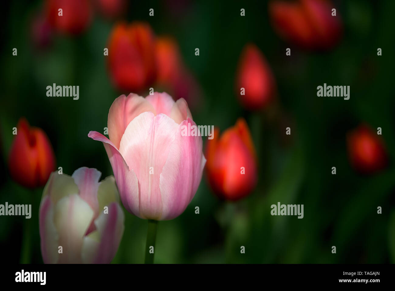 Schönen weiß-rosa Tulpe mit roten blurry Blumen um grünen Hintergrund und. Stockfoto