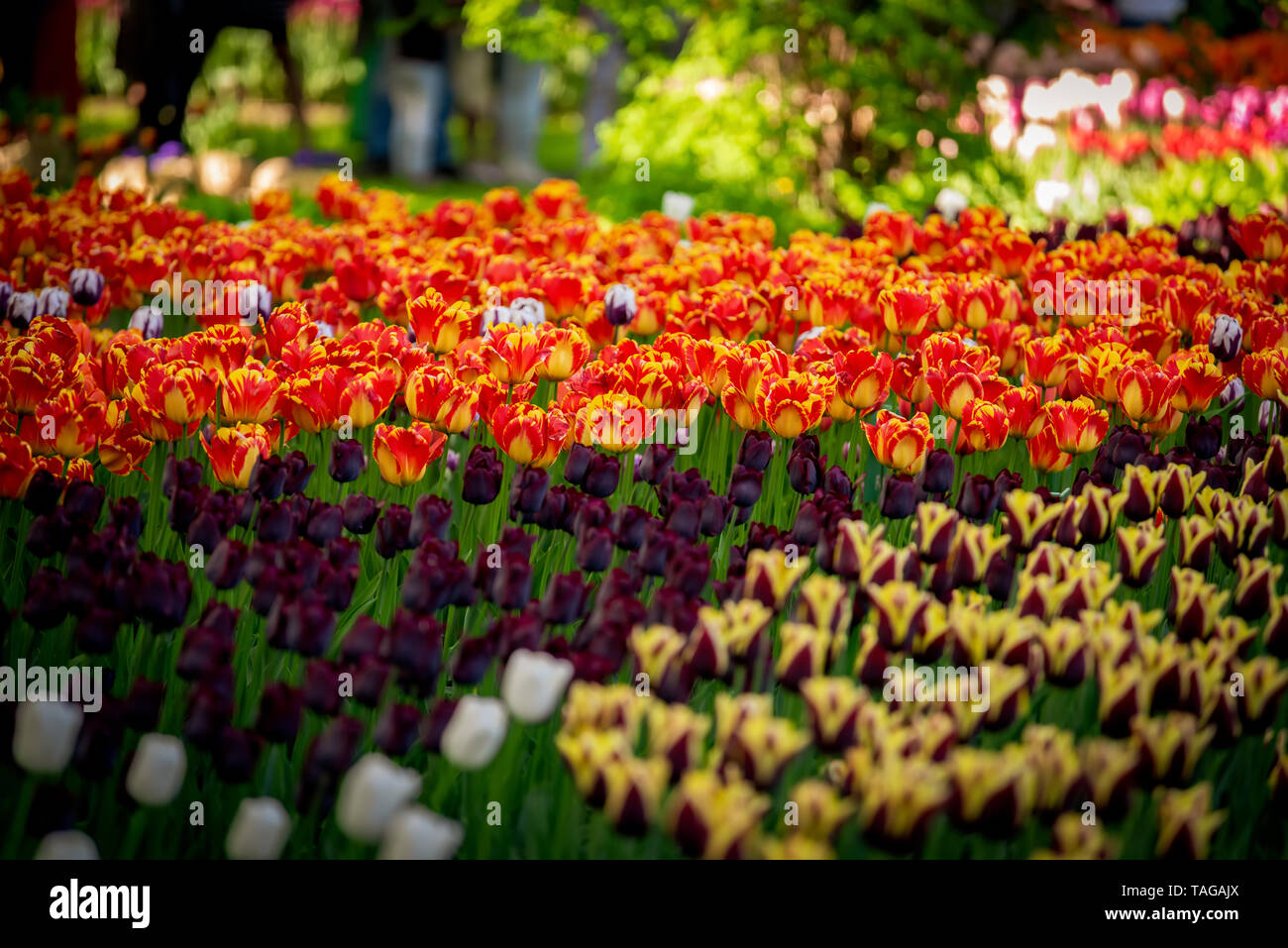 Tolle bunte Feld der rot-gelb, dunkel violett Tulpen von Tulip Festival. Stockfoto