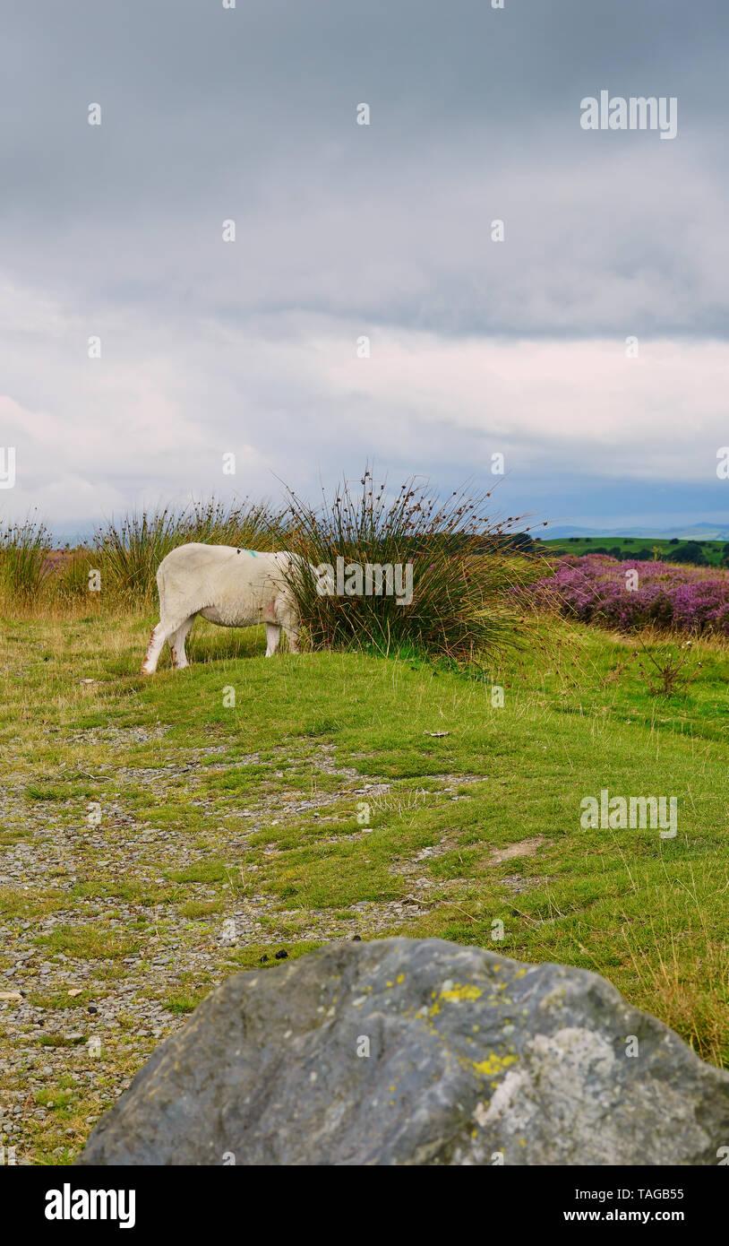 Ein einsames Schaf begräbt Kopf beim Weiden der schottischen Lowlands Stockfoto
