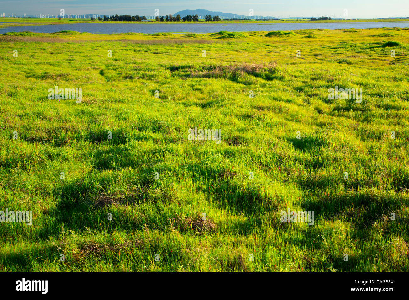 Grünland, Jepson Prairie Preserve, Kalifornien Stockfoto