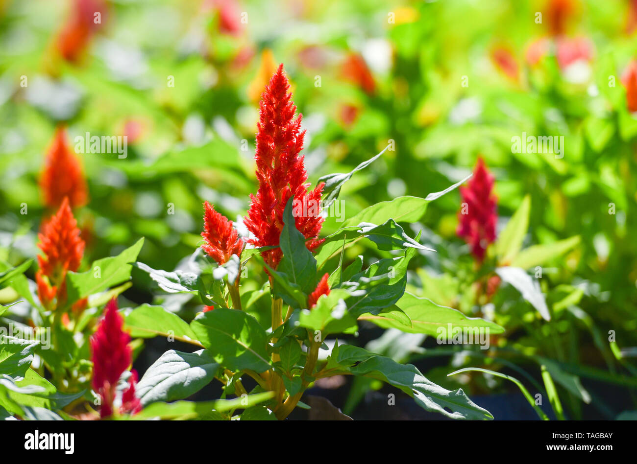 Bunte Blume celosia argentea oder gefiederten Cockscomb blühen im Frühling Garten Stockfoto