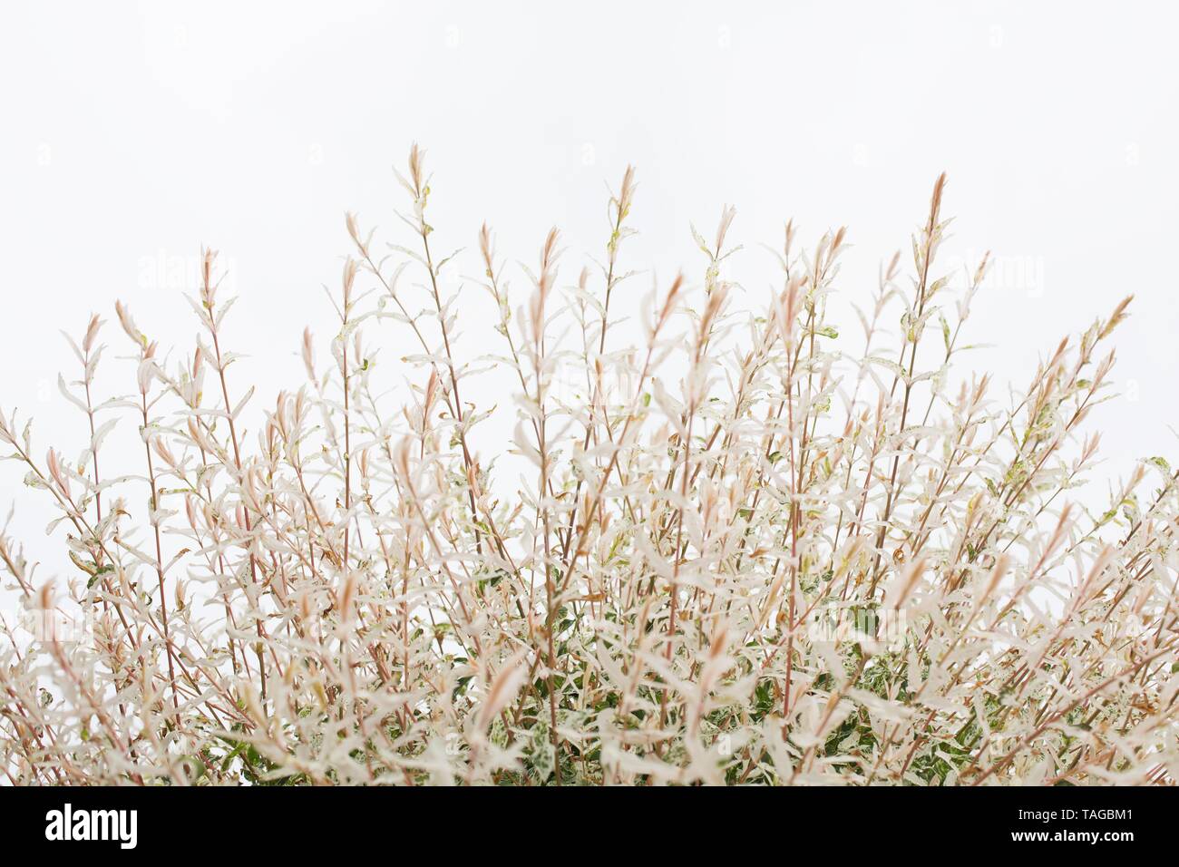 Salix Integra 'Hakuro nishiki' - Baum bei Schreiner Iris Gärten in Salem, Oregon, USA. Stockfoto