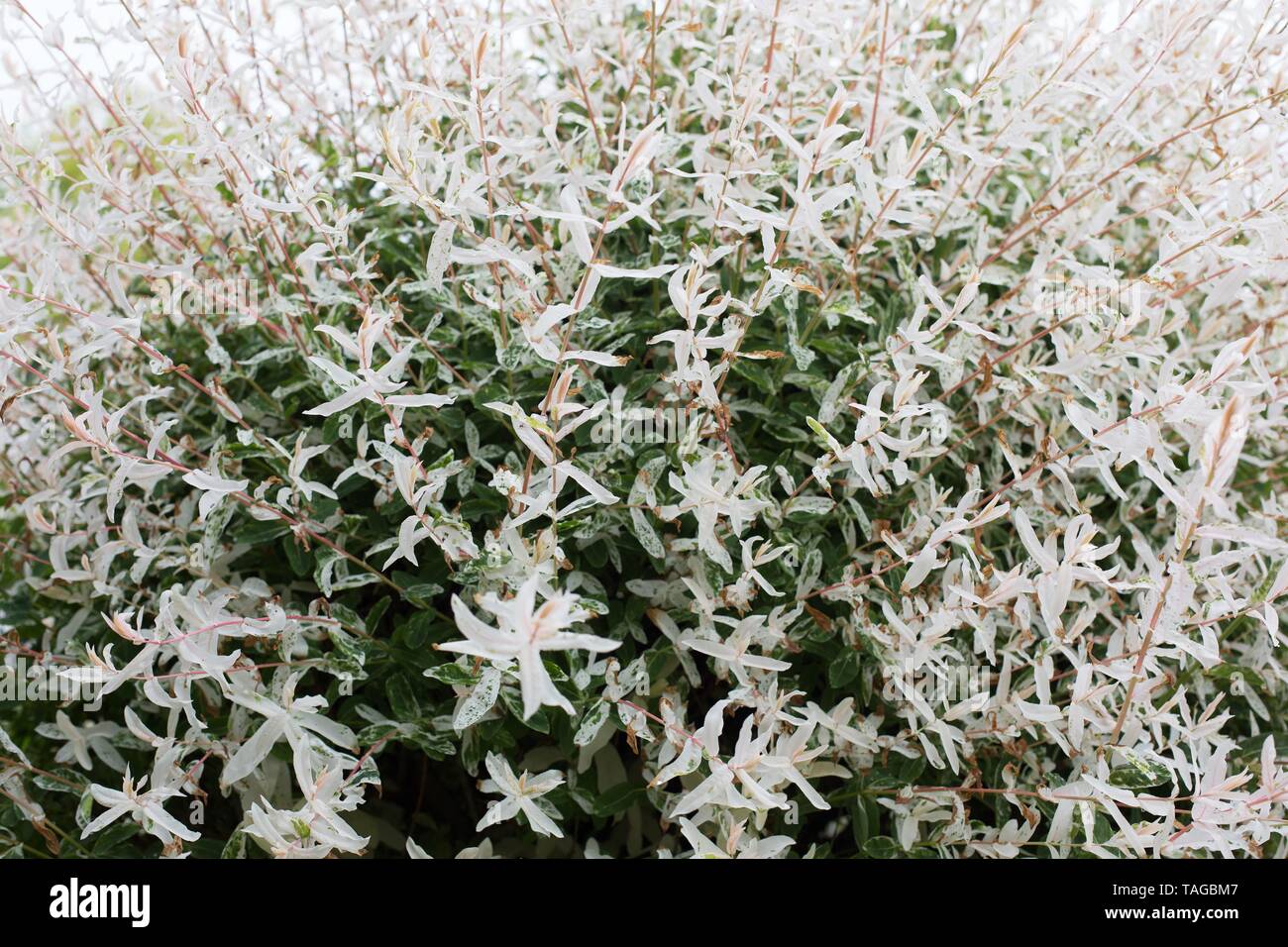 Salix Integra 'Hakuro nishiki' - Baum bei Schreiner Iris Gärten in Salem, Oregon, USA. Stockfoto