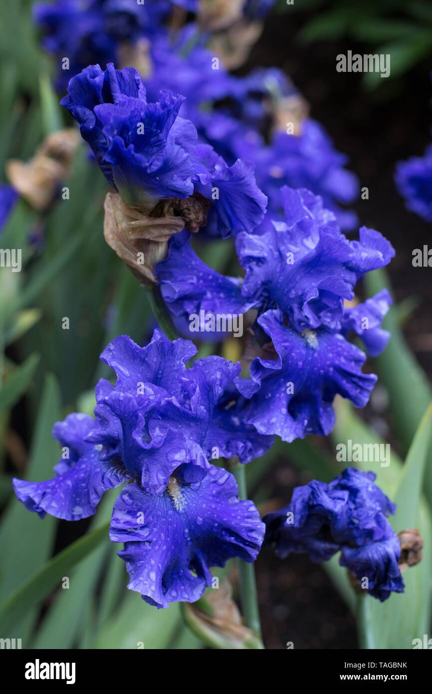 Iris' Alles über Blue' bei Schreiner Iris Gärten in Salem, Oregon, USA. Stockfoto
