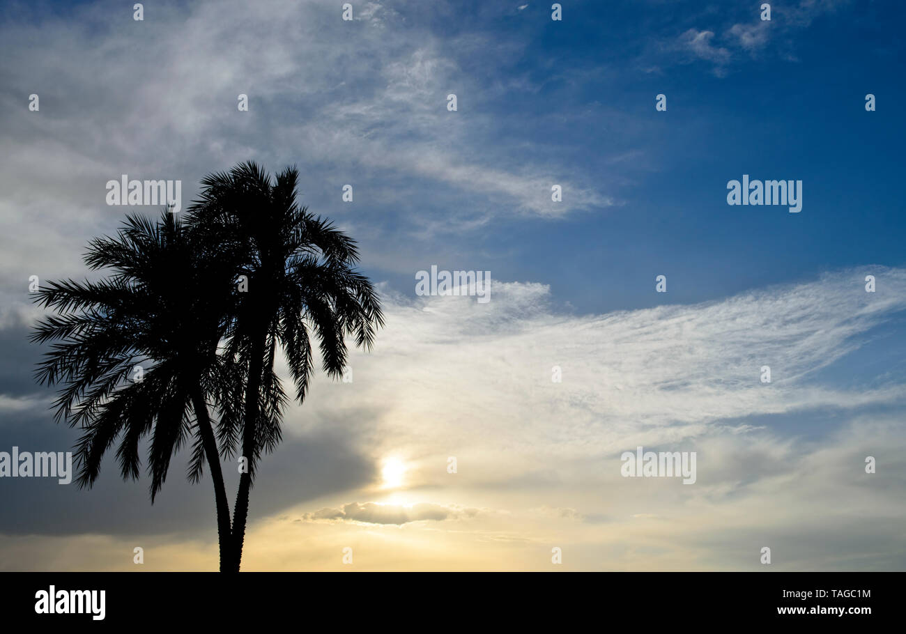 Silhouette von Datum Palmen bei Sonnenuntergang bei bewölktem Himmel Stockfoto