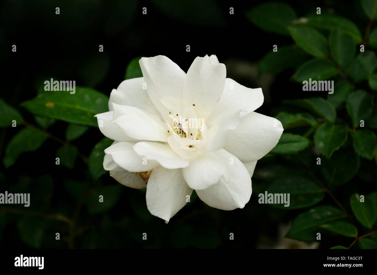 Voll erblühte weiße Rose Stockfoto