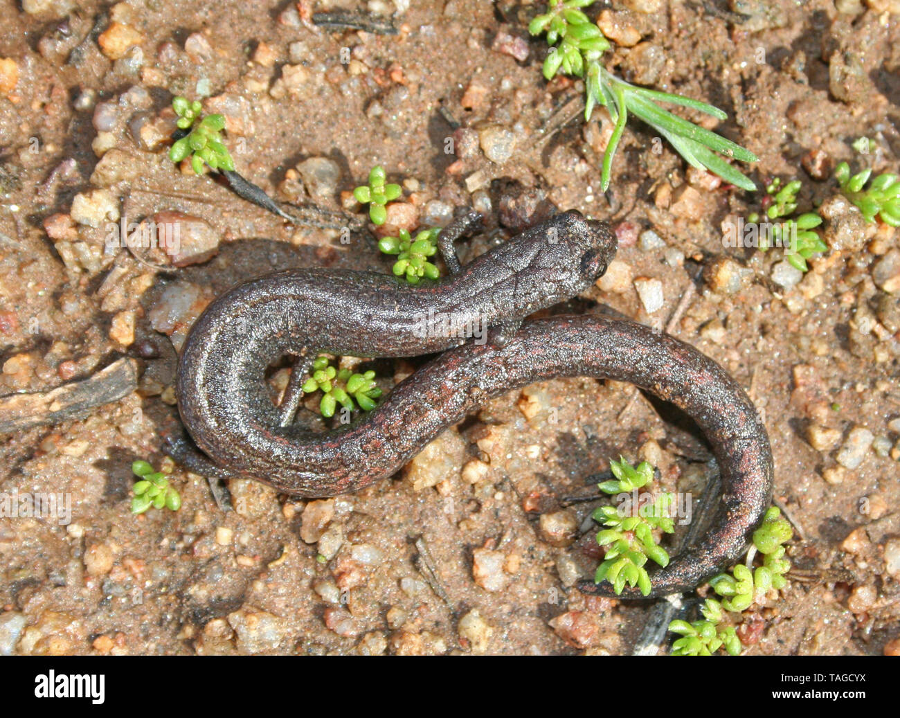 Kalifornien schlanke Salamander (Batrachoseps major) Stockfoto