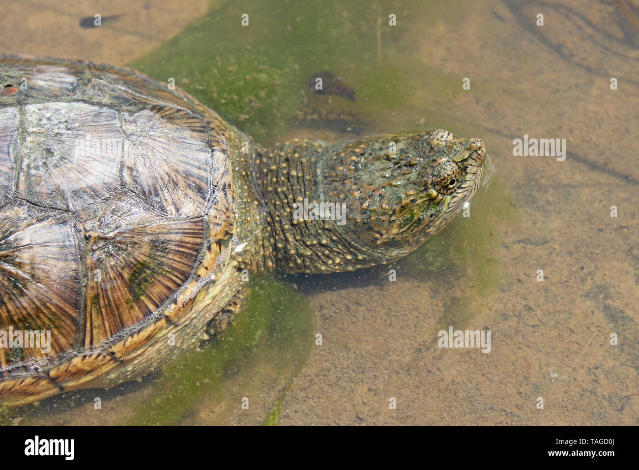 Gemeinsame Snapping Turtle (Chelydra serpentina) Stockfoto