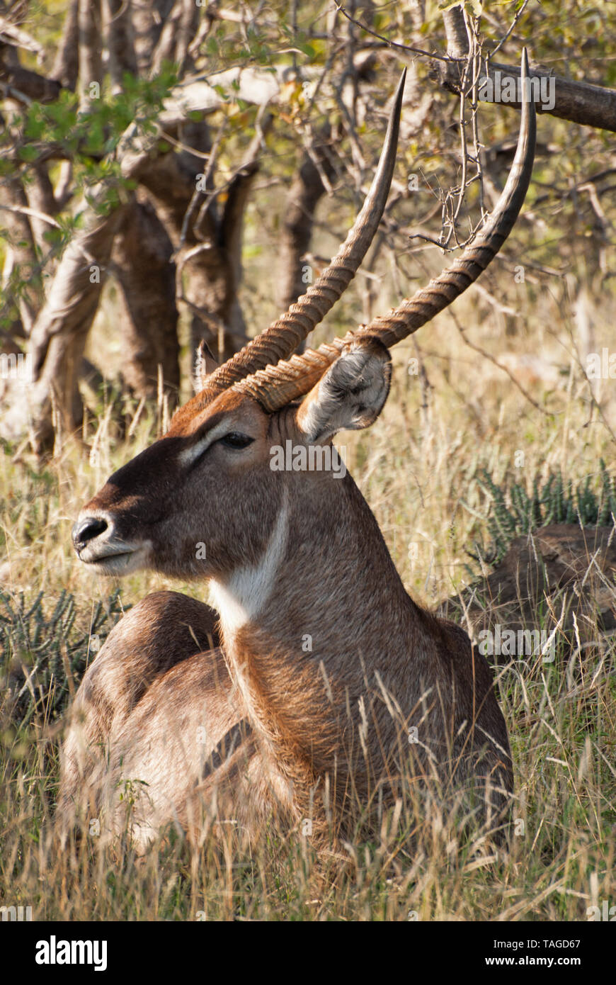 Ein männlicher Wasserbock, der im Schatten ruht und seine prächtigen Hörner zeigt, Kruger National Park, Südafrika. Weit verbreitet in Afrika südlich der Sahara. Stockfoto