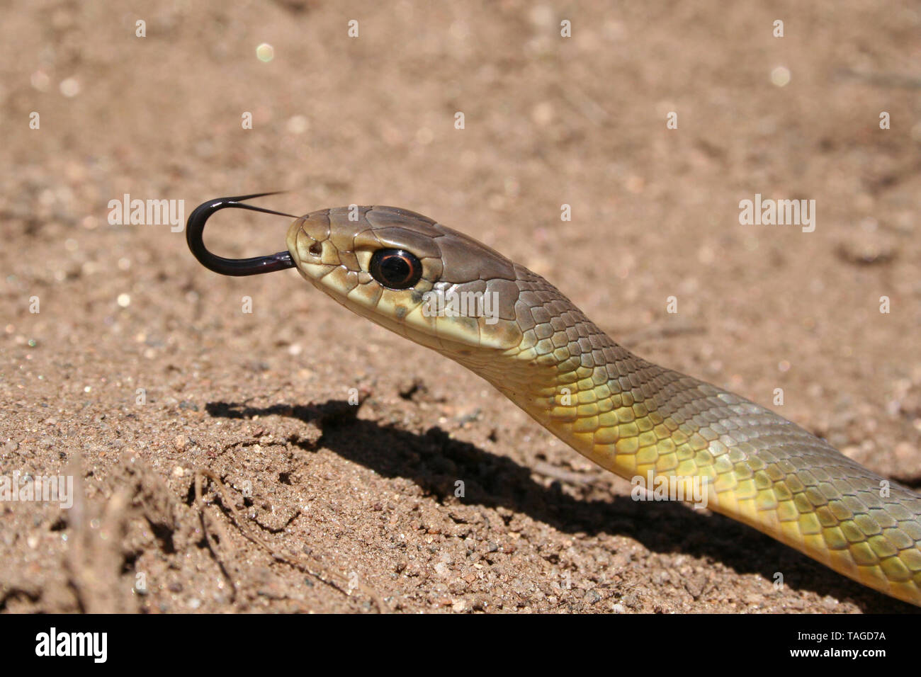 Western Yellow-bellied Racer Snake (Coluber constrictor mormon) Stockfoto