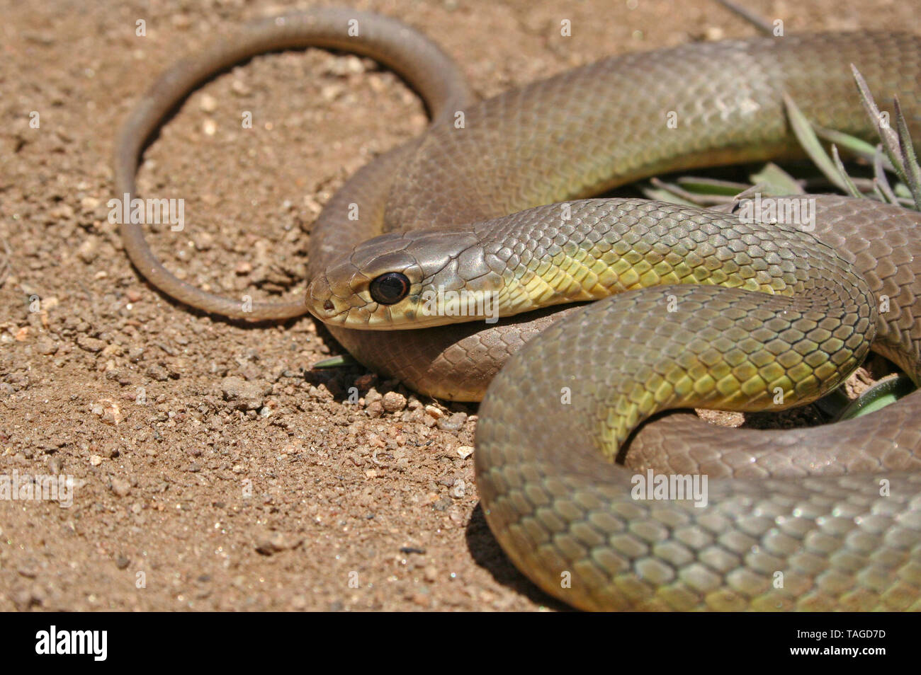 Western Yellow-bellied Racer Snake (Coluber constrictor mormon) Stockfoto