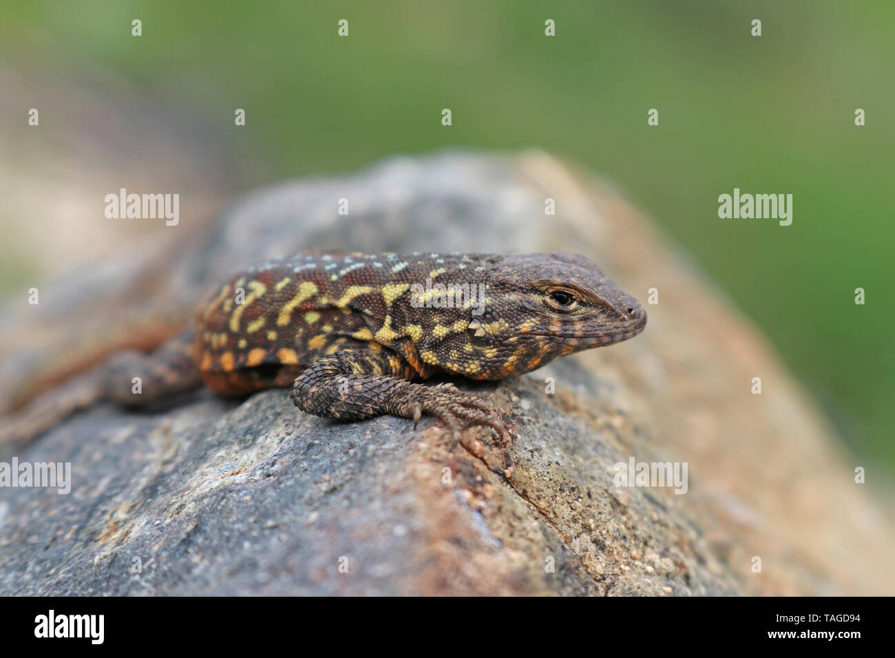 Gemeinsame Side-blotched Lizard (Uta stansburiana) Stockfoto