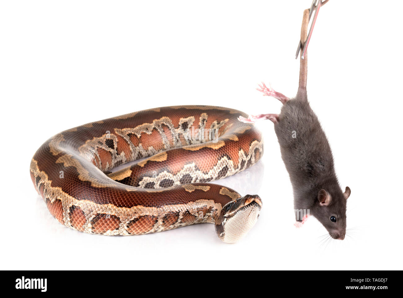 Python brongersmai vor weißem Hintergrund Stockfoto