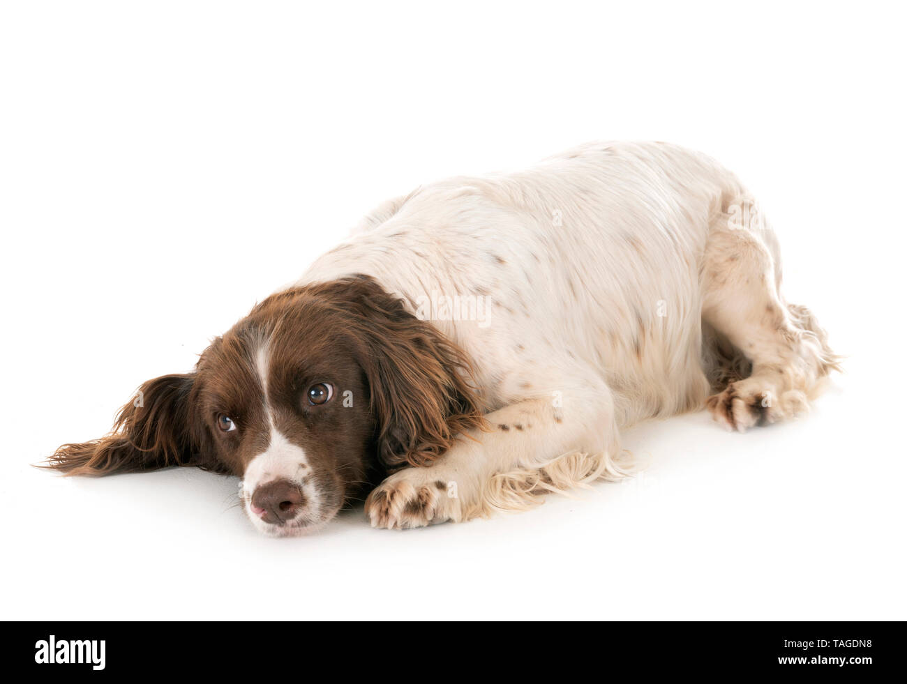 English Springer Spaniel vor weißem Hintergrund Stockfoto