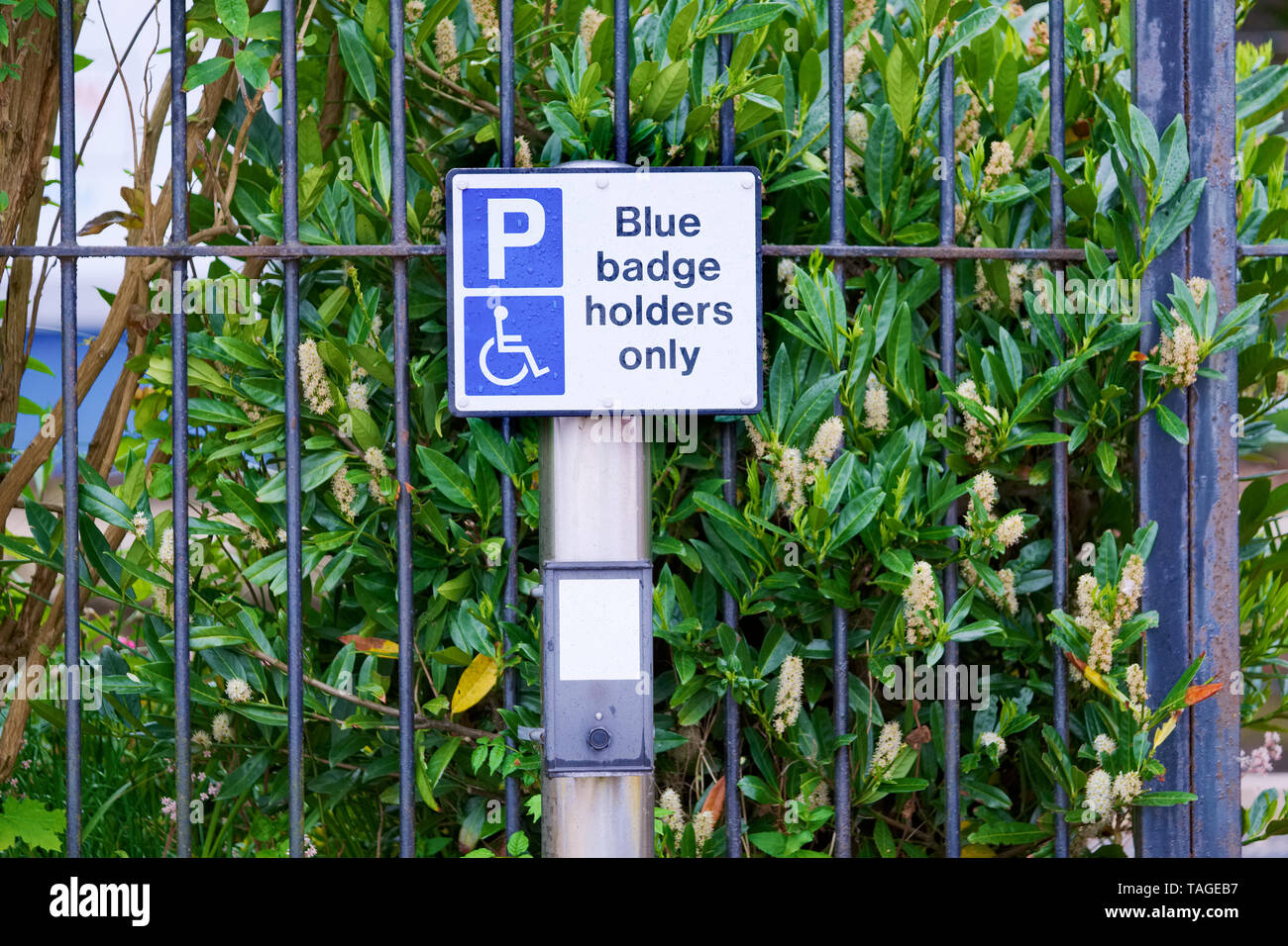Blue Badge Inhaber nur Zeichen Stockfoto