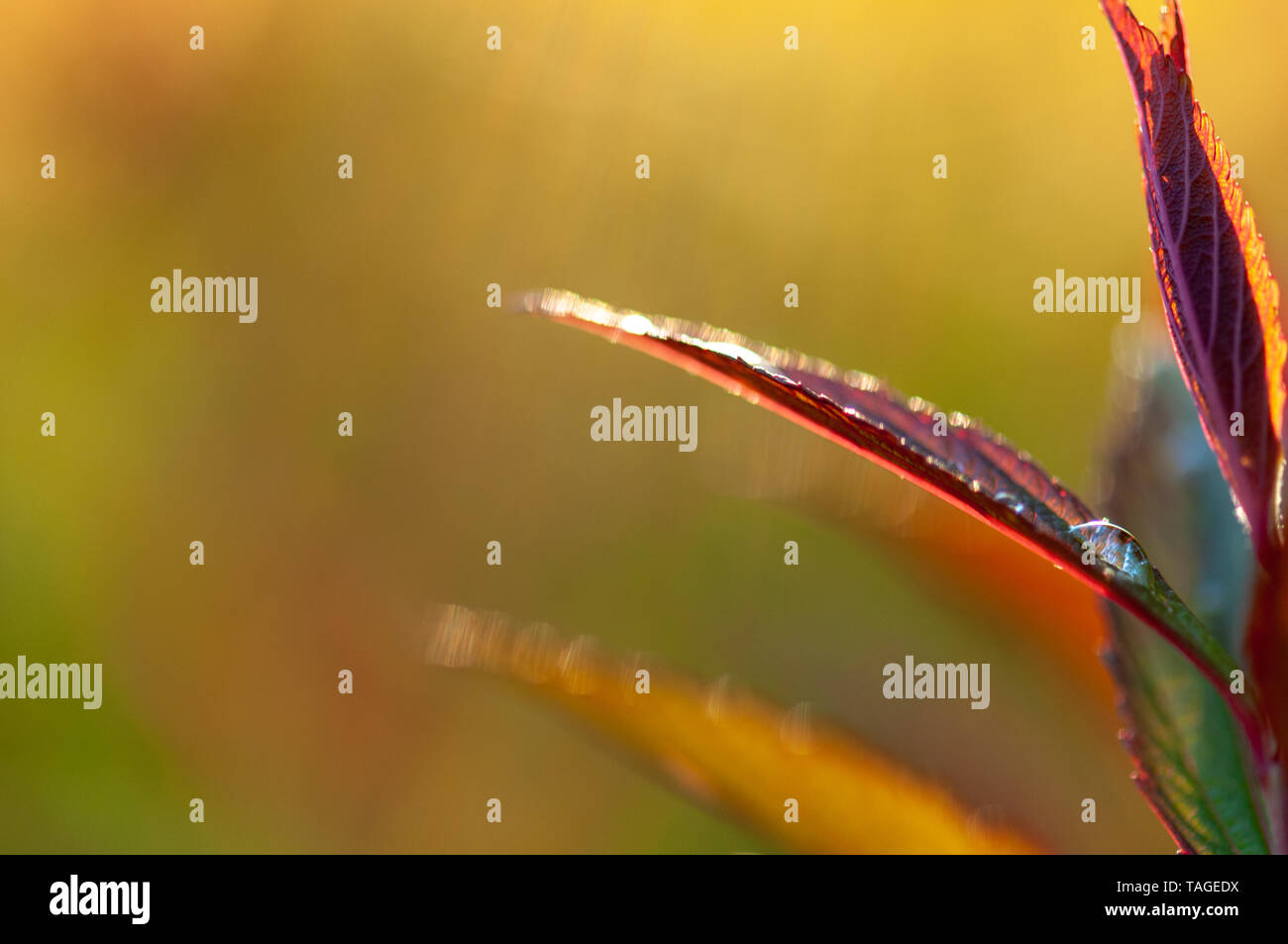 Zusammenfassung japanisch Spirea japonica neue Blätter im Frühling Garten im Sonnenuntergang. verschwommen und künstlerisches Bild lebendig und farbenfroh Stockfoto