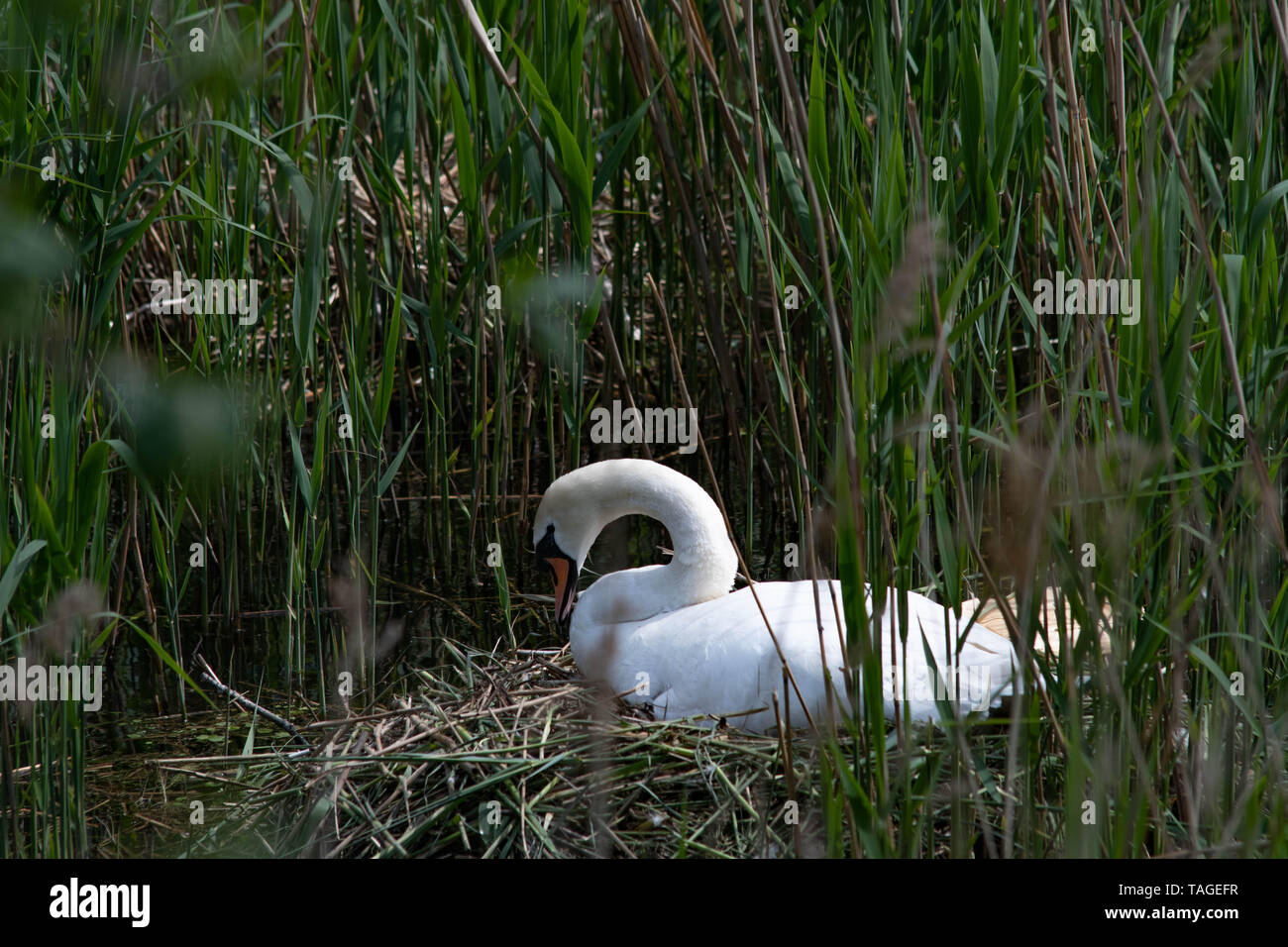 Höckerschwan auf dem nest Stockfoto