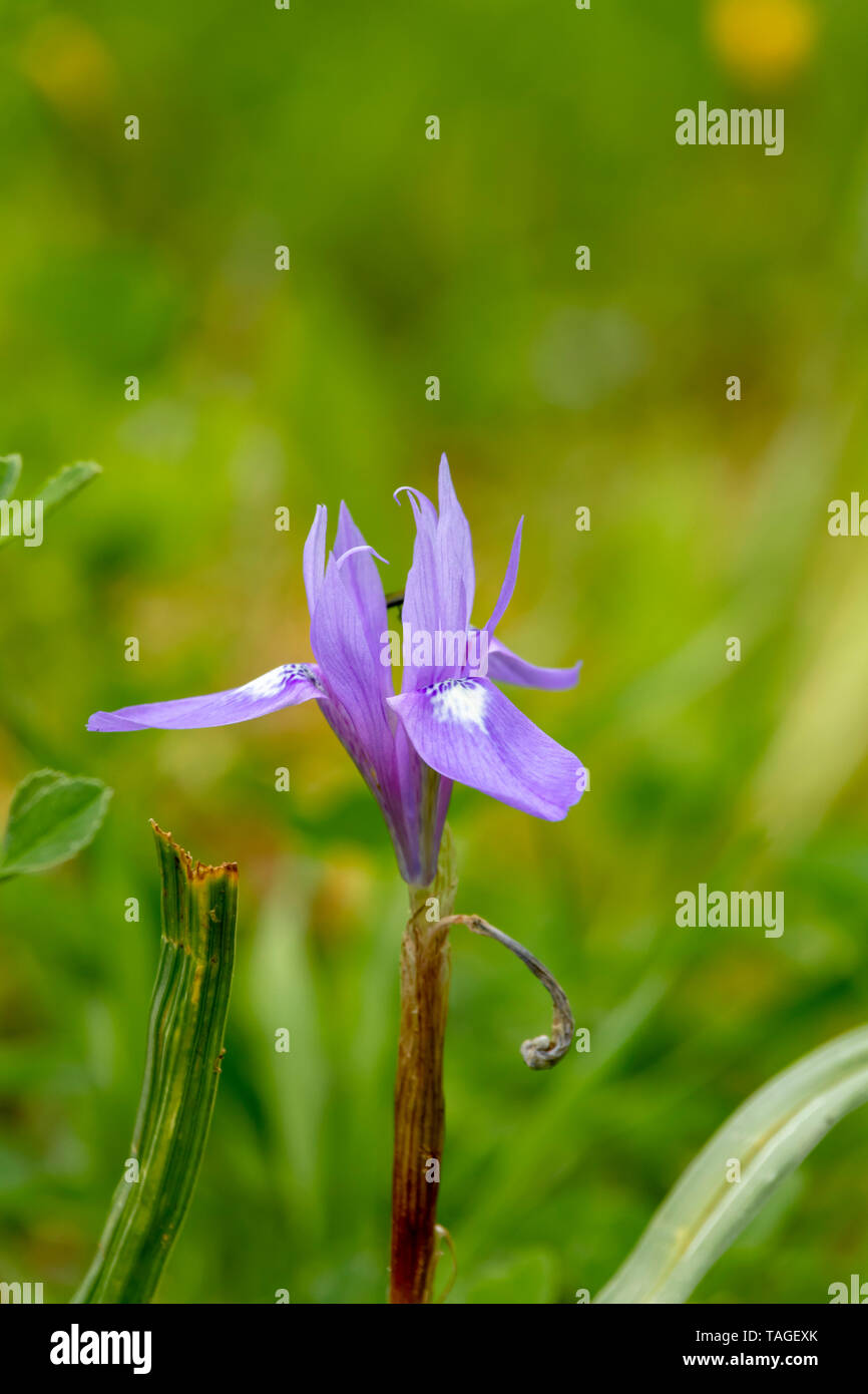 Barbary Mutter Blume Stockfoto