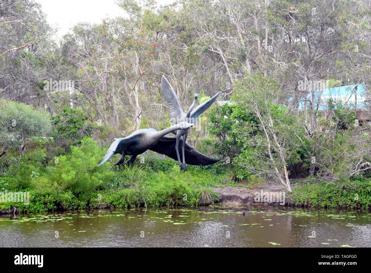 Alexandra Haupt, Australien - 21.April 2019. "Schwestern DURCH WAHL" verfügt über einen schwarzen Schwan (Emblem von maroochy) und ein Egret (Emblem von Xiamen) in Stockfoto