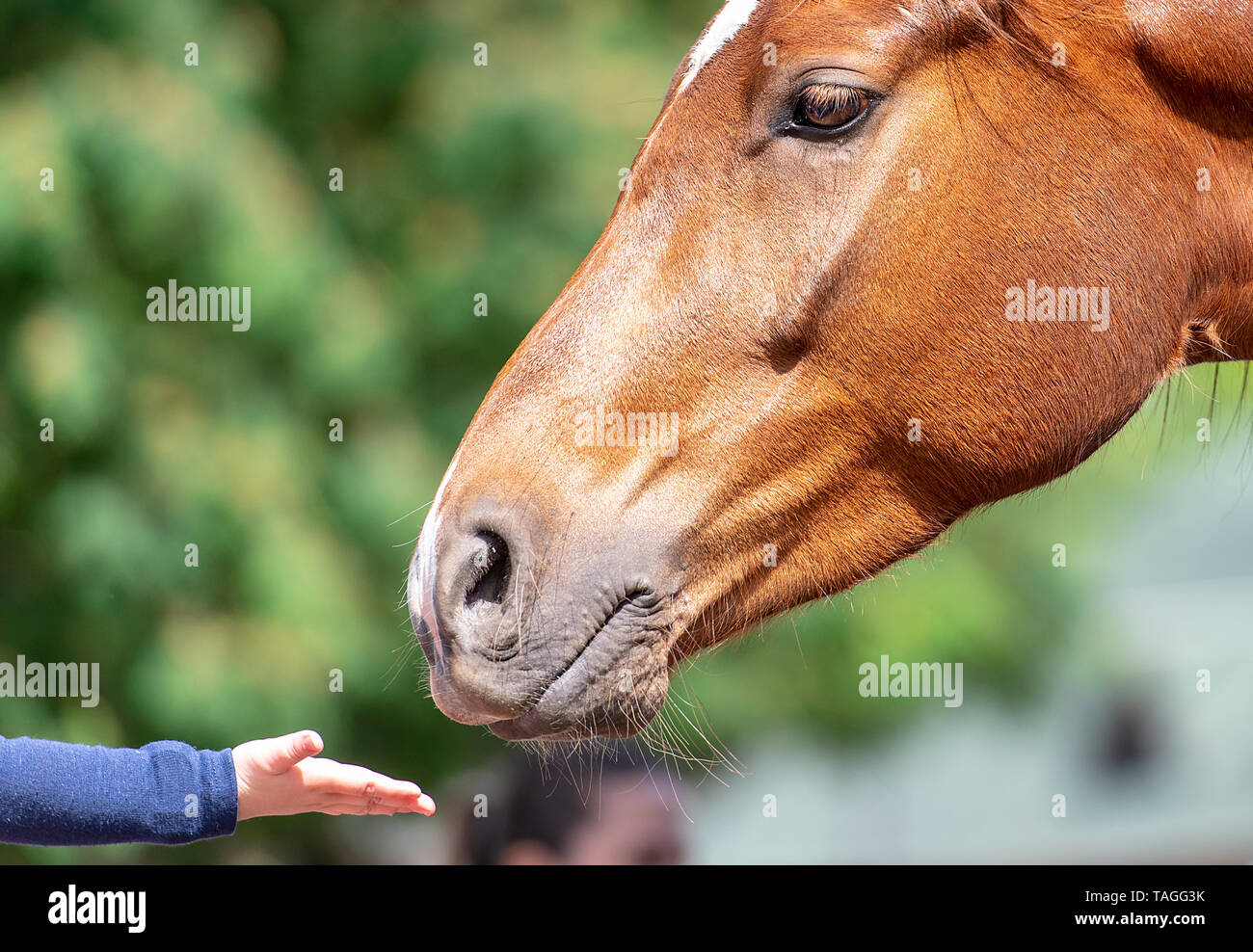 Close-up Arm des Kindes und der braunen Kopf des Pferdes in einem Park Stockfoto