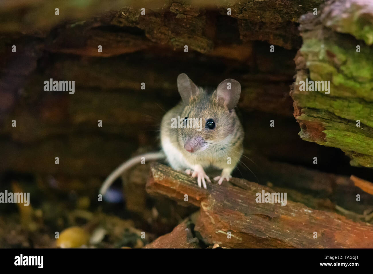 Holz Maus (APODEMUS SYLVATICUS) auf dem Waldboden im Naturschutzgebiet Moenchbruch in der Nähe von Frankfurt, Deutschland sitzen. Stockfoto