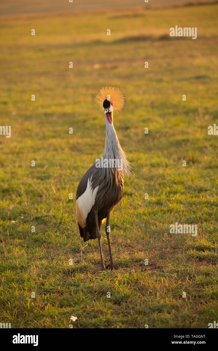 Porträt eines grauen Kranichs, Nationalvogel von Uganda, in der Masai Mara, Kenia Stockfoto