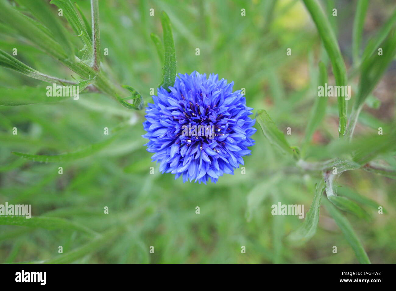 Garten Kornblume Stockfotos und bilder Kaufen Alamy