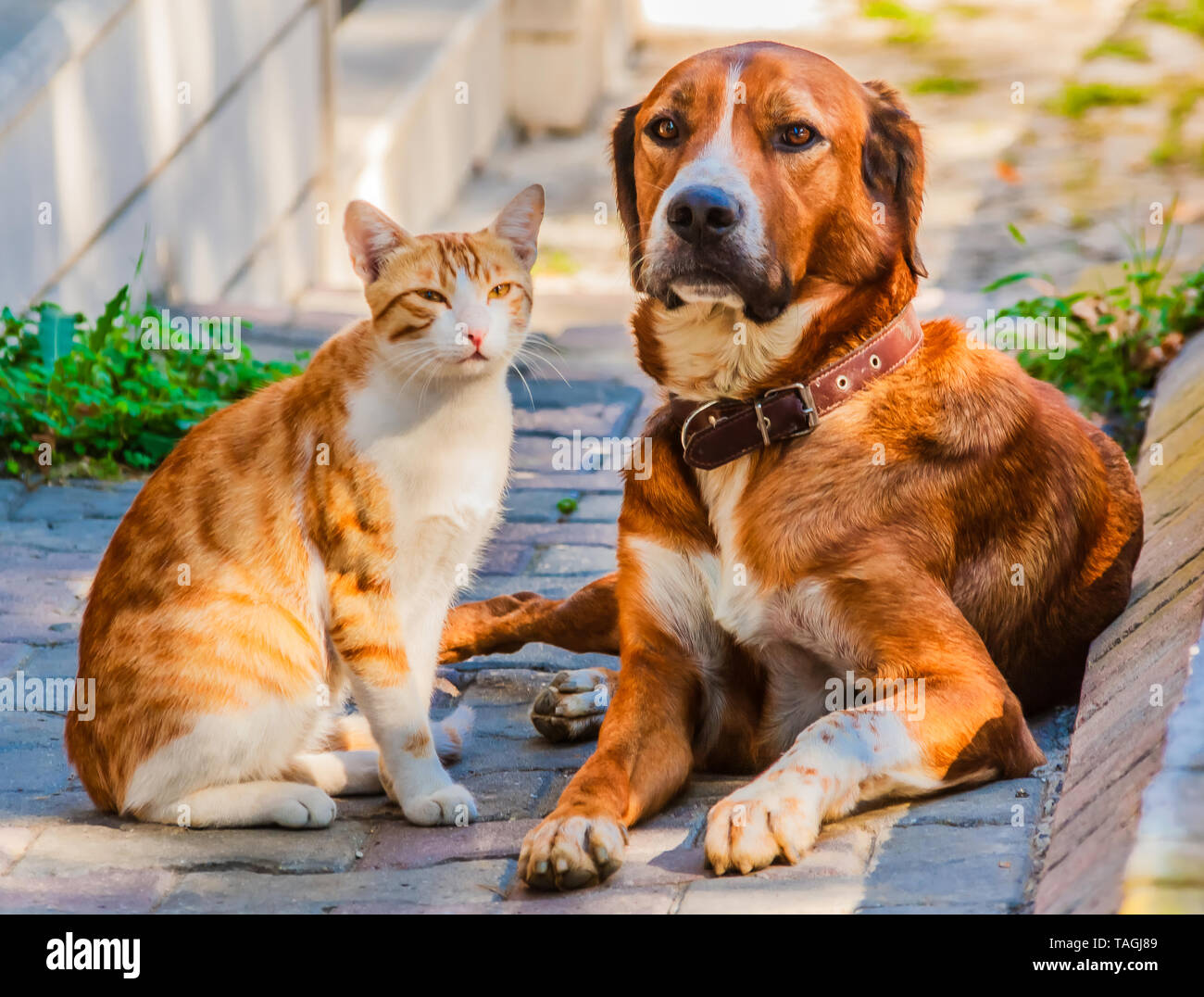 Katze und Hund sitzen zusammen auf einem Bürgersteig. Stockfoto