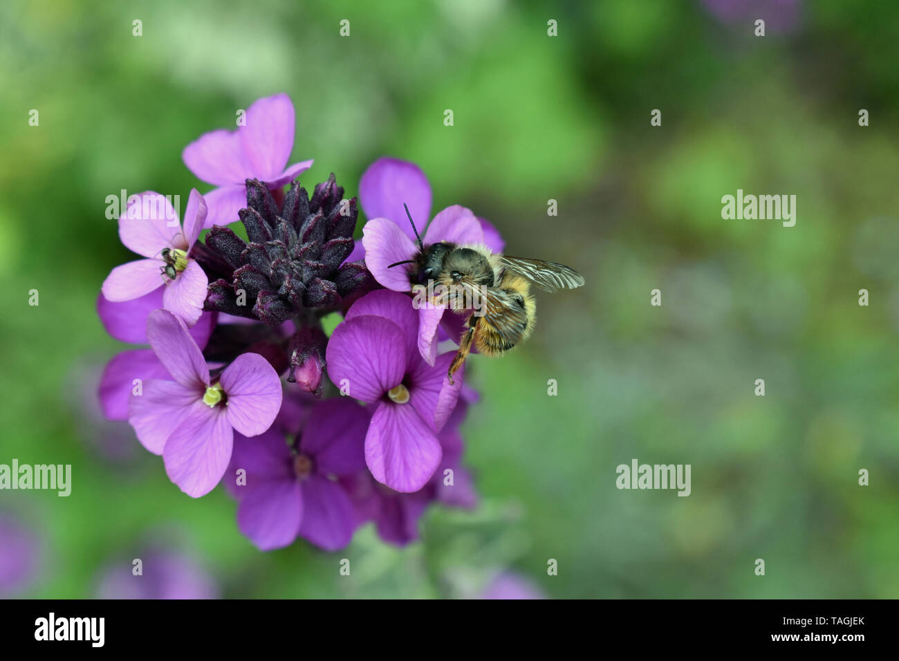 Red Mason Bee (Osmia bicornis) auf lila Mauerblümchen Stockfoto