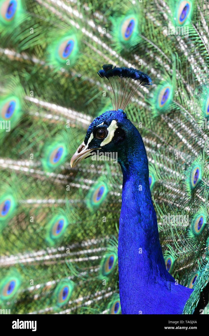Nahaufnahme, Porträt eines Pfau (Pavo cristatus) ein aufspleissen der Schwanzfedern Stockfoto