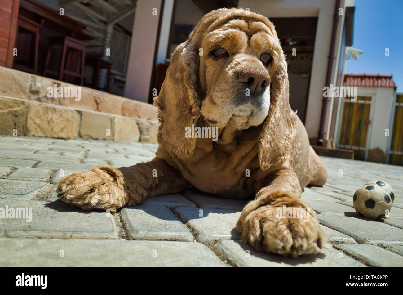 Hund Cocker Spaniel, goldene Farbe Stockfoto