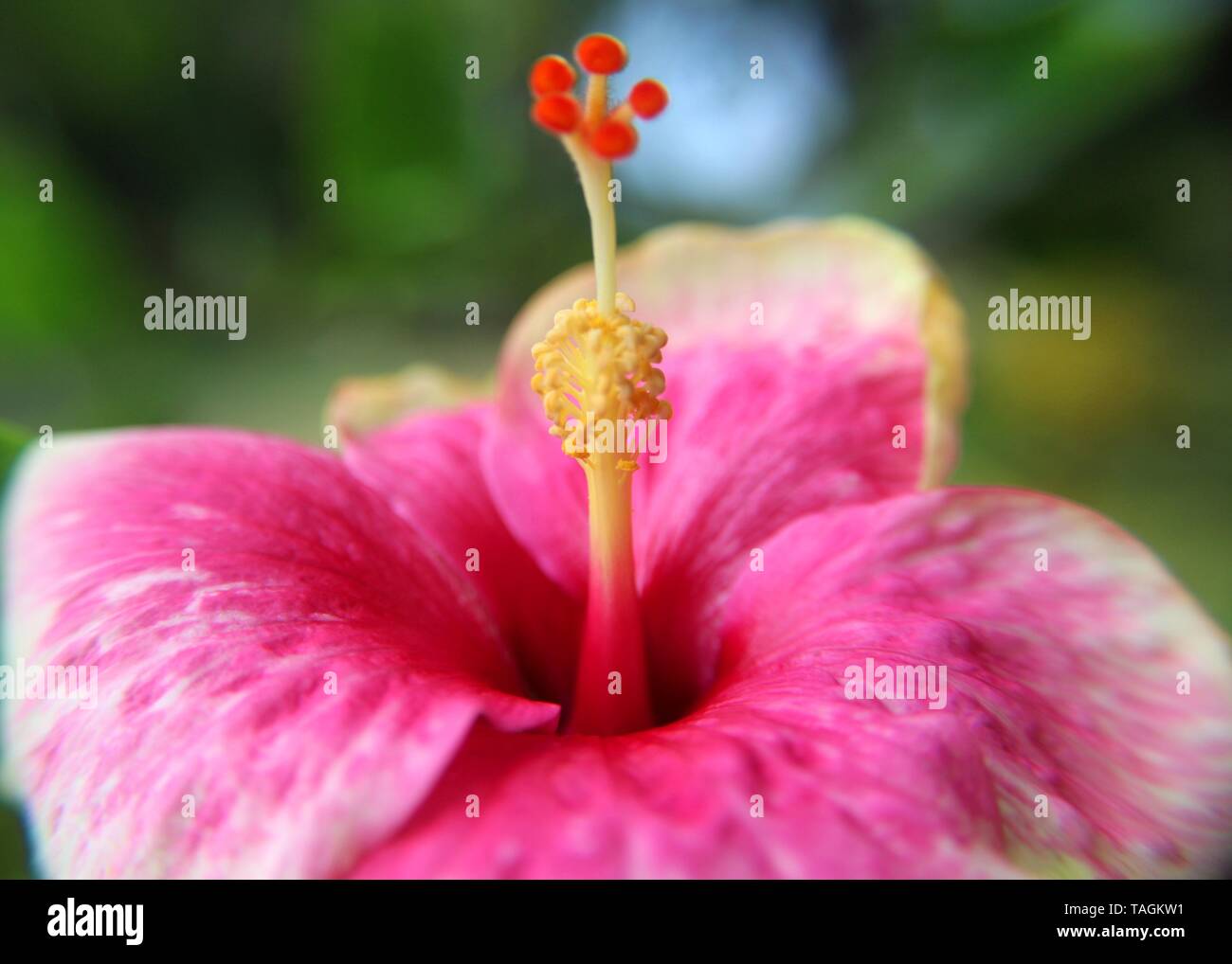 Makro - Nahaufnahme der schönen rosa Farbe Schuhblume - Rosenmalbe - Hibiskusblüte in einem Haus gesehen Garten in Sri Lanka Stockfoto