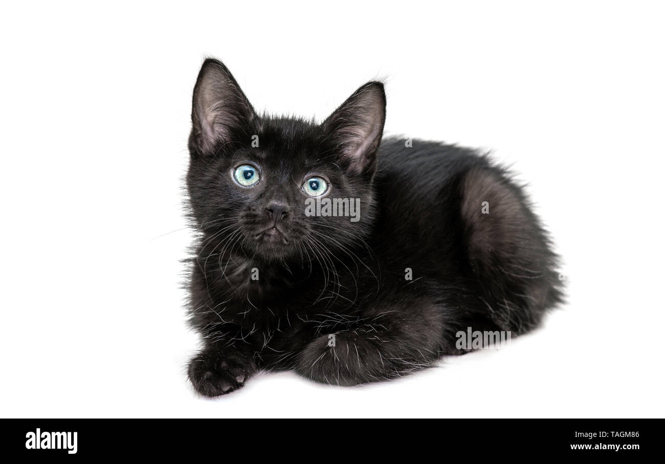 Schwarze Katze vor der Kamera sitzt isoliert auf weißem Hintergrund Stockfoto