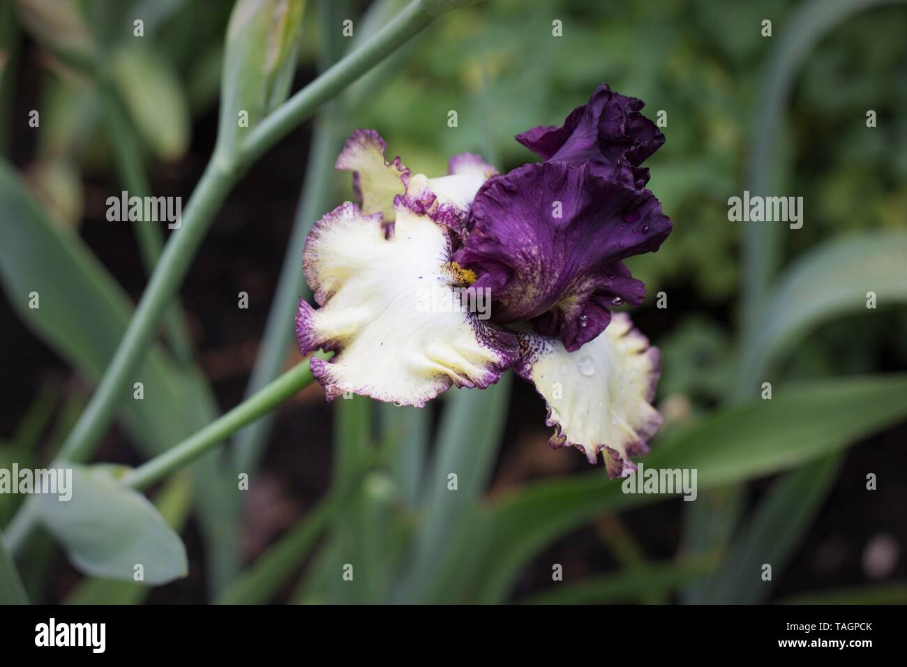 Iris ist ing ein Lied' bei Schreiner Iris Gärten in Salem, Oregon, USA. Stockfoto