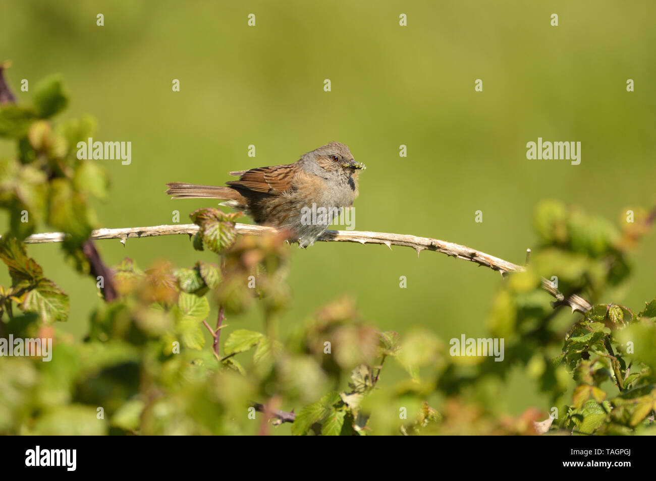 Dunnock mit einem Schnabel voller Blattläuse im Frühjahr. East Sussex, England, UK. Stockfoto