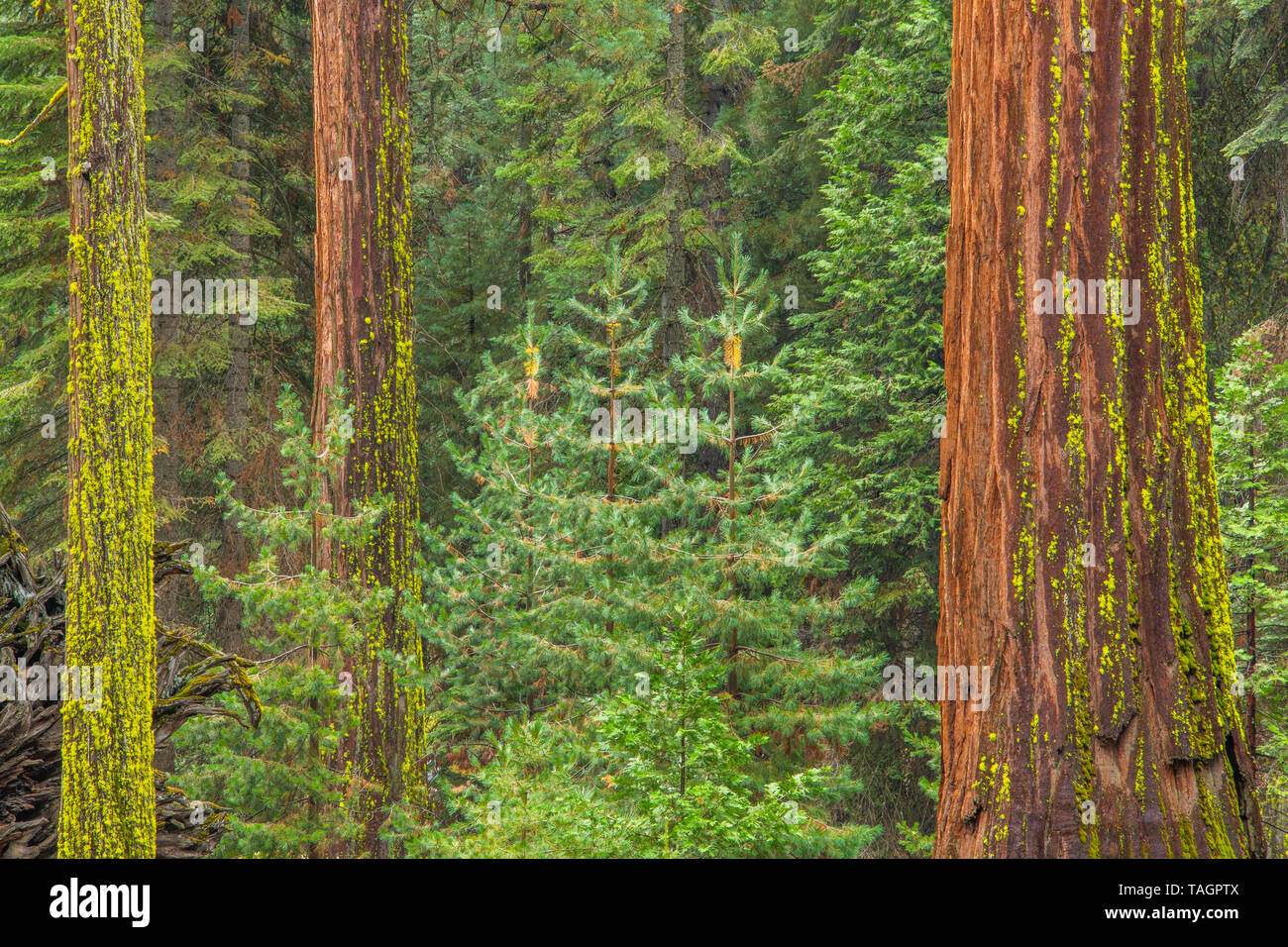 Mammutbäume (sequoiadendron giganteum), Mariposa Grove, Yosemite NP, Kalifornien, USA, von Bill Lea/Dembinsky Foto Assoc Stockfoto