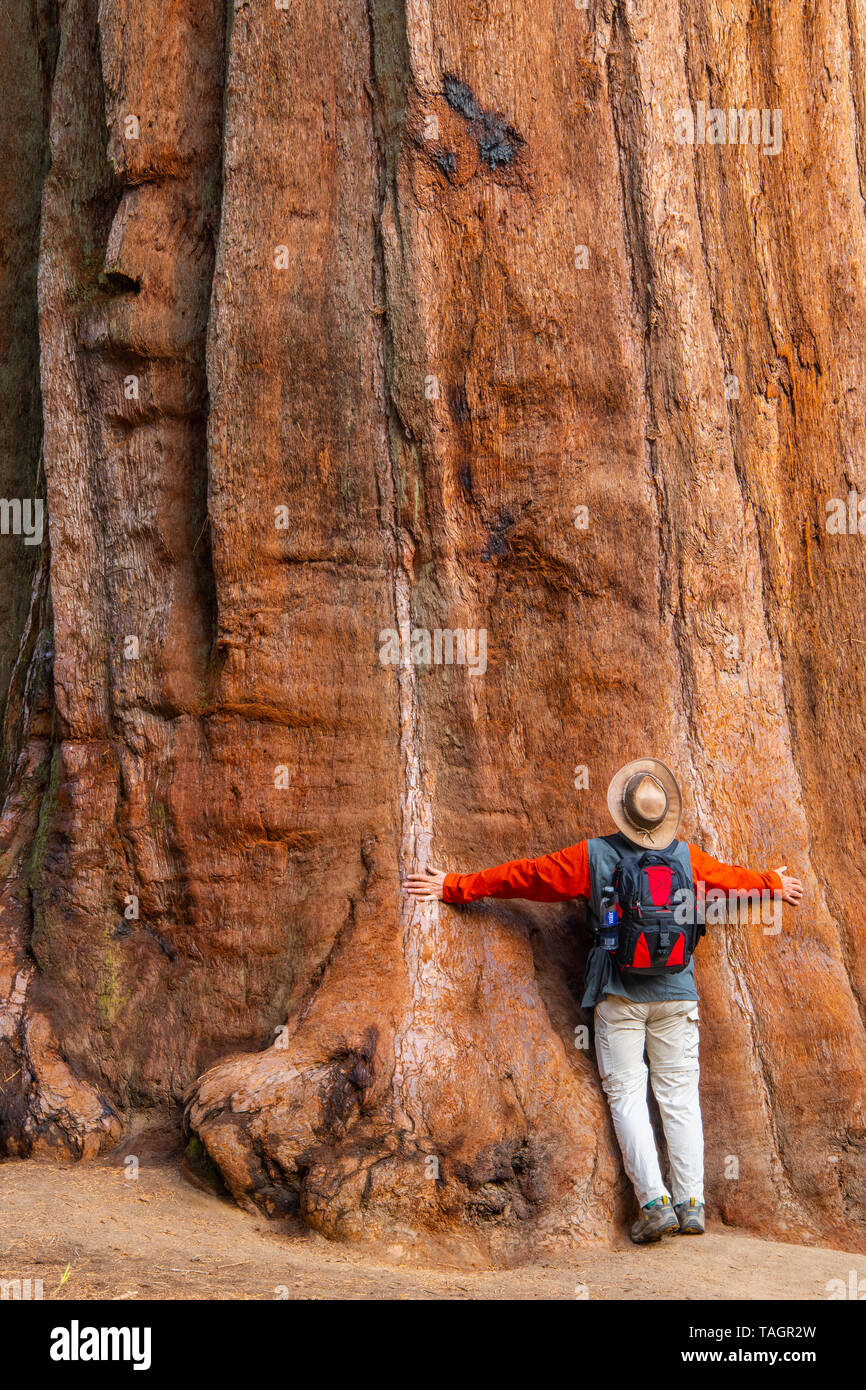 Mammutbäume (sequoiadendron giganteum), Mariposa Grove, Yosemite NP, Kalifornien, USA, von Bill Lea/Dembinsky Foto Assoc Stockfoto