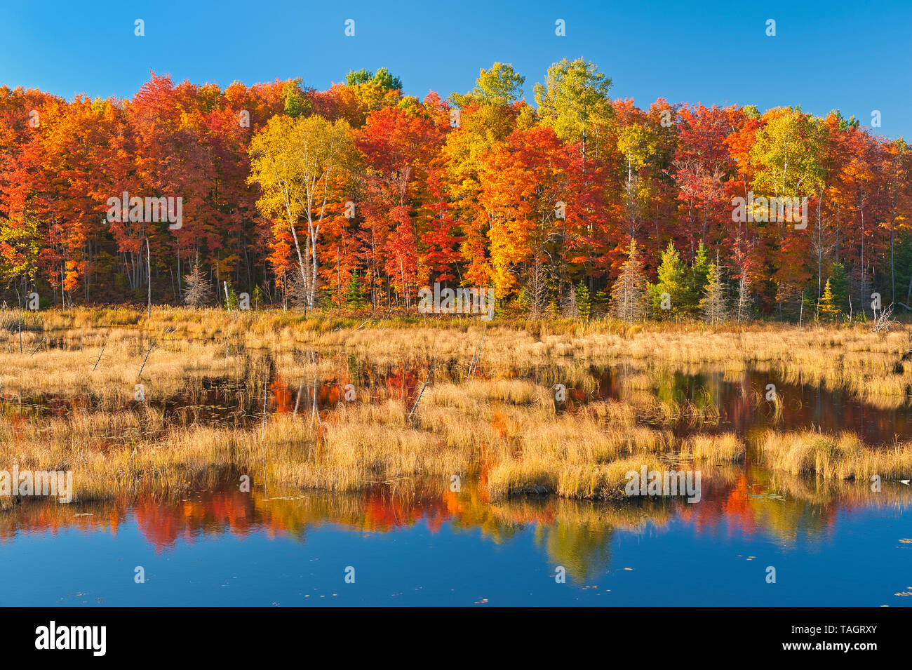 Laubwald im Herbst Farben am Ufer des Paudash Paudash See, Lake, Ontario, Kanada Stockfoto