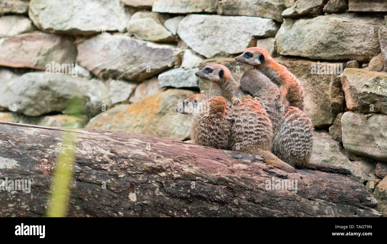 Gruppe von Eingebettet einfrieren Erdmännchen in die gleiche Richtung Stockfoto