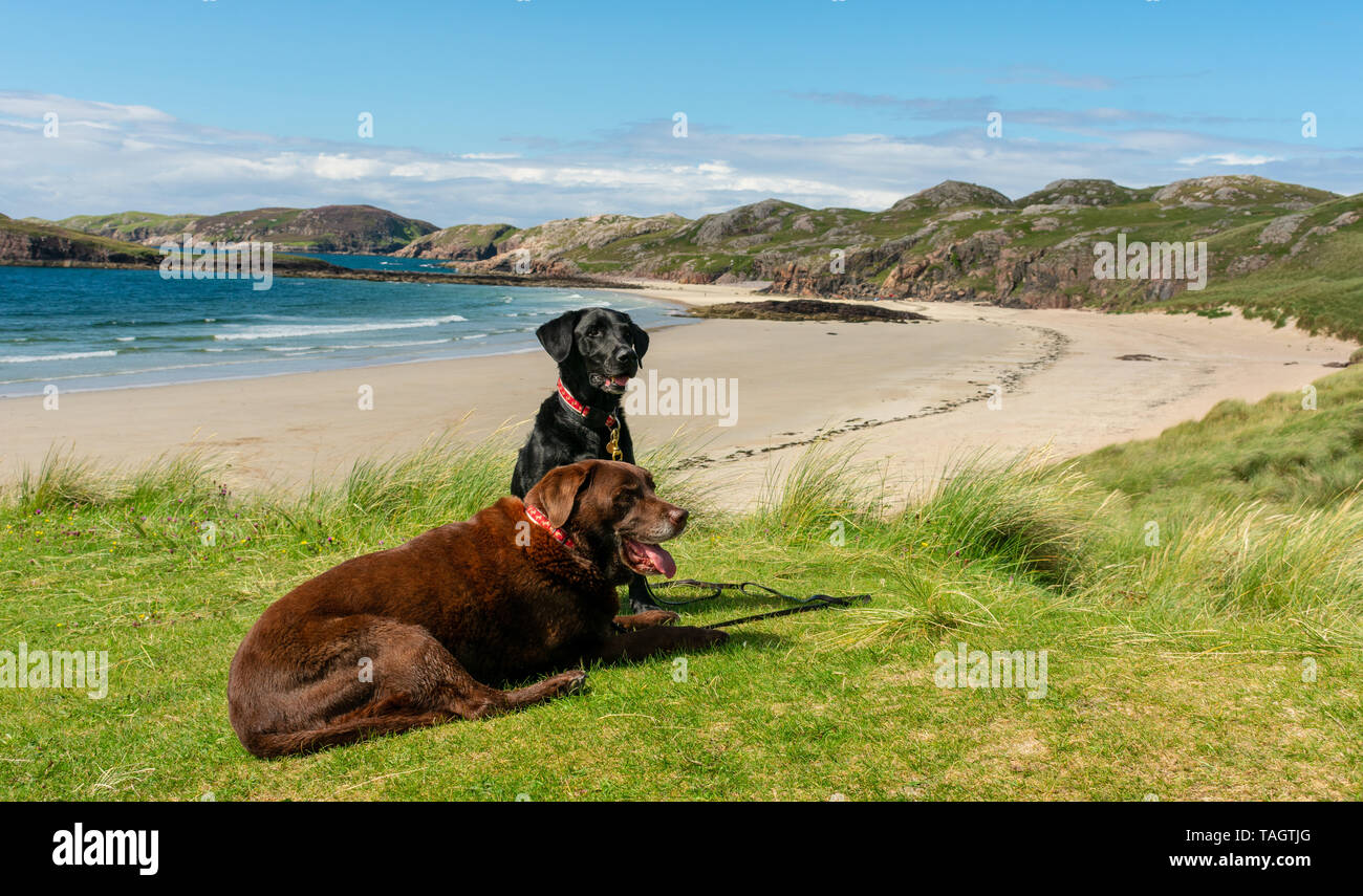 Hunde im Urlaub, oldshoremore Bay, Schottland Stockfoto