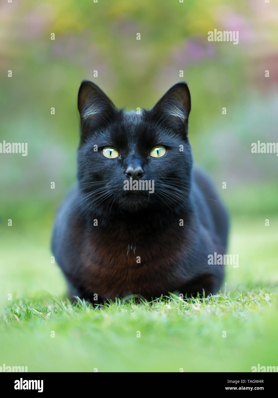 Nahaufnahme einer schwarzen Katze liegend auf Gras im Garten, UK. Stockfoto