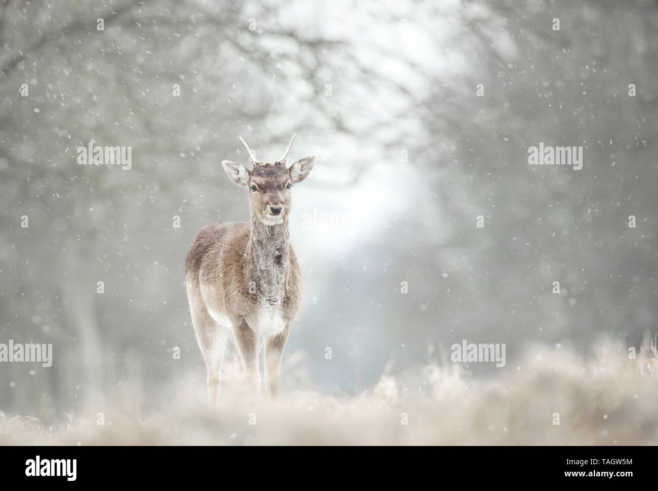 Nahaufnahme von einem jugendlichen Damwild in den fallenden Schnee. Stockfoto